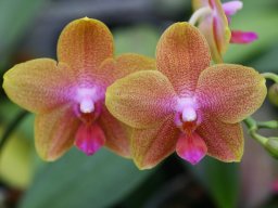 Phal.BrotherSarahGold003